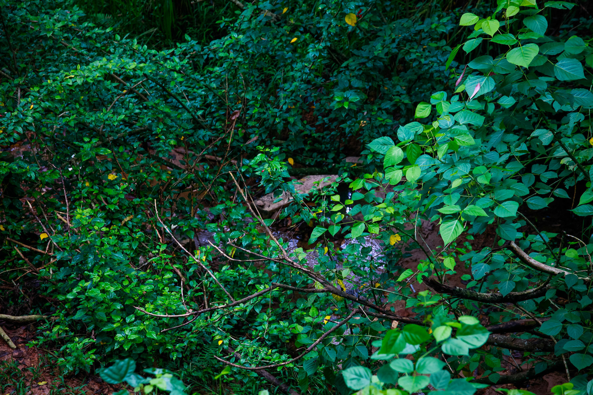 Ella Ecolodge Элла