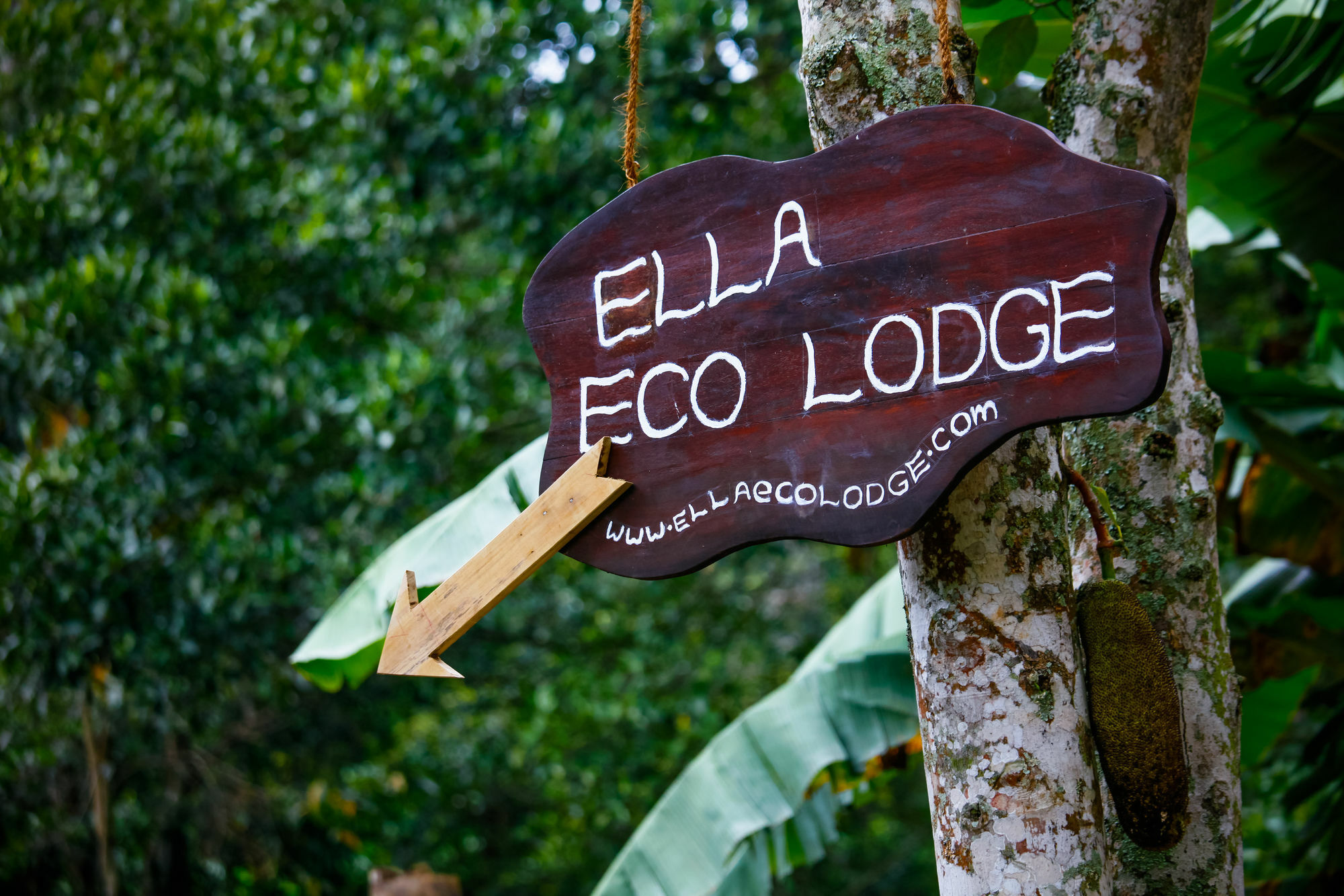 Ella Ecolodge * Элла